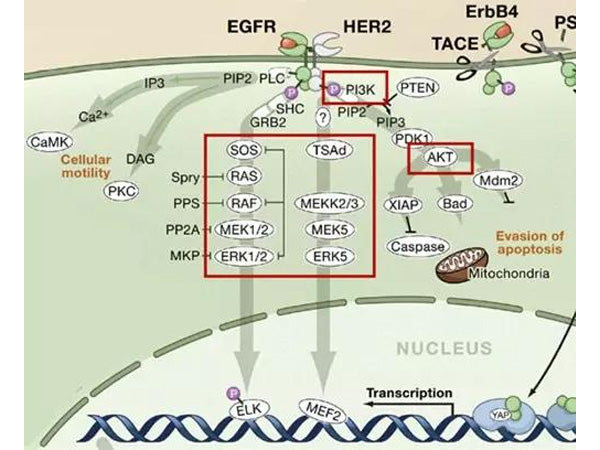 Unleashed Carcinogenic Molecules: How the EGFR Signaling Pathway Drives Tumor Growth and Becomes a Target for Precision Therapy