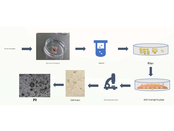 National premiere | Animal brain organoid culture strategy