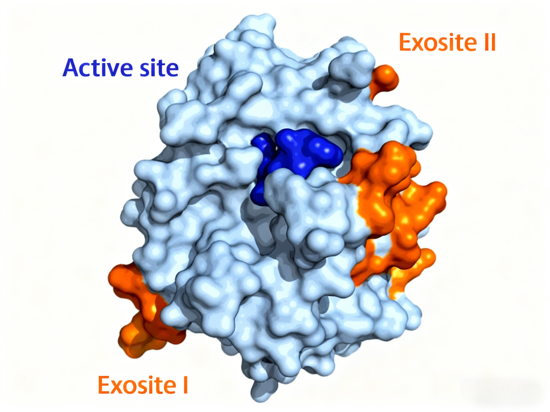 How Aptamer Technology Transforms Anticoagulation Strategies