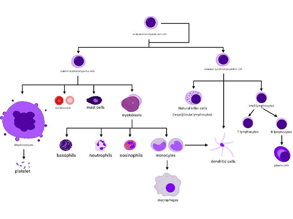 The "Identity Code" of Immune Cells: Unlocking the Mystery of Cell Identification through CD Molecules