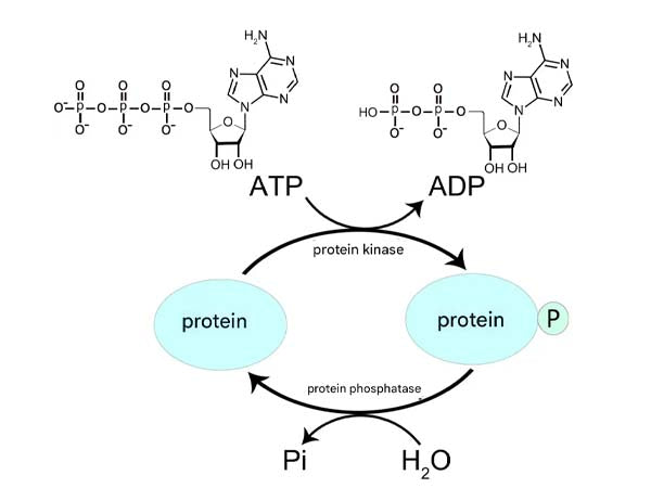 New Product Express | Glass gel phosphorylated protein gels