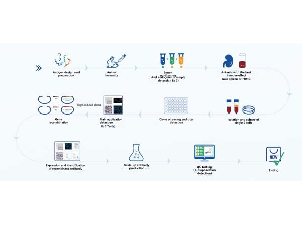 Breaking Through Research Bottlenecks: Starter Domestic Antibodies as Your Reliable Scientific Partner Amid Escalating Tariffs