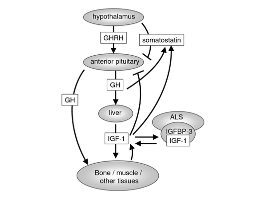The Growth Hormone Triad: GH, IGF-1, and IGFBP-3