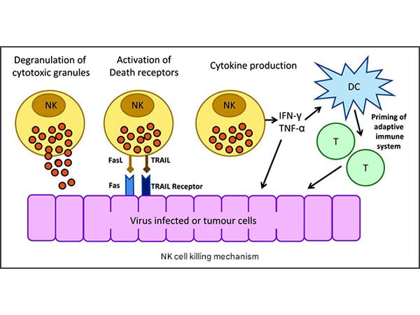 Follow-up Research on Immune Cell Culture Strategy (6)