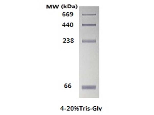 What you should know about markers in WB experiments