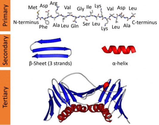 Research Progress in Structure and Function of MYD1 Protein