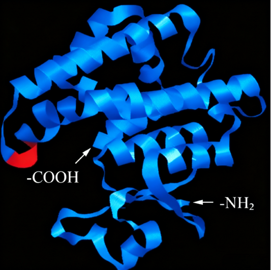 GST-π Recombinant Antibodies to Optimize GST Fusion Protein Purification and Tumor Molecular Mechanism Basic Research