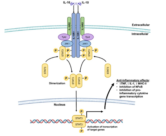 Custom Phospho-Specific Antibodies for Mapping Immune Signaling Pathway Cell Communication Networks