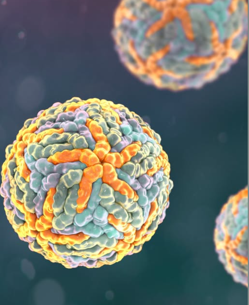 Pan-Cytokeratin (CK-Pan) Antibodies: Core Research Tools for Epithelial Cytoskeleton and Tumor Cell Biology