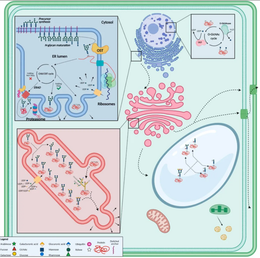 ErbB2 Antibodies Uncover Novel Splicing-Mediated Resistance Mechanisms in Tumor Research