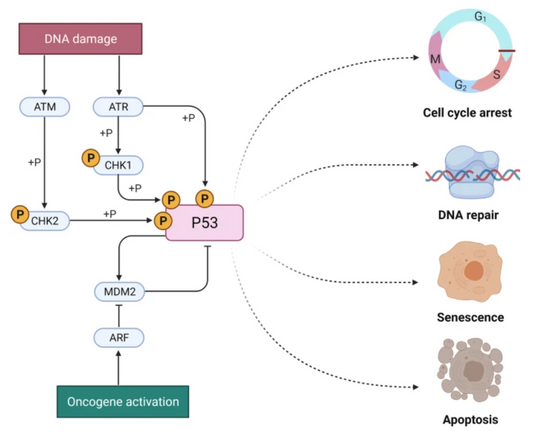 Tumor Protein p53: Multi-Dimensional Biological Functions of the Genome Guardian