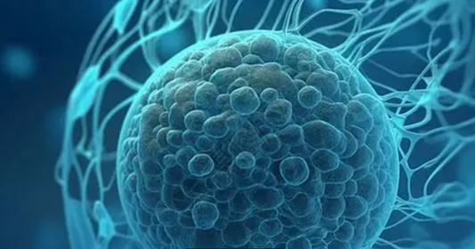 Custom HER2 Antibody Development: Core Tools to Accelerate Targeted Oncology Preclinical Research
