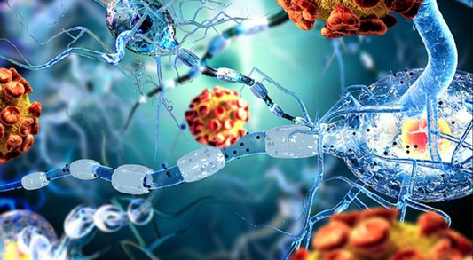 Recombinant Rabbit mAbs: Optimized Detection Tools for GeoMx DSP Spatial Proteomics Workflows