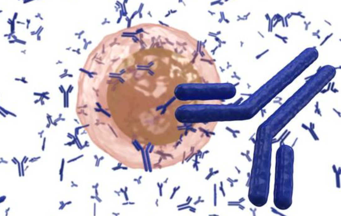 VEGFR2 Neutralizing Antibodies: Core Research Tools to Block Tumor Angiogenesis and Cut Nutrient Supply