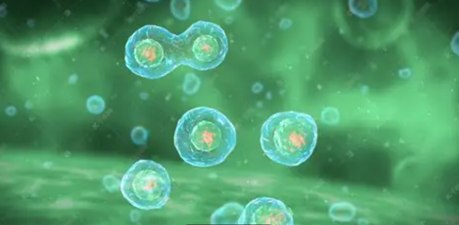 Column-Free Negative Selection Kit for Untouched Mouse Pan T Cells: Mild Immunomagnetic Separation for Immune Functional Research