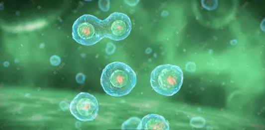 Column-Free Negative Selection Kit for Untouched Mouse Pan T Cells: Mild Immunomagnetic Separation for Immune Functional Research