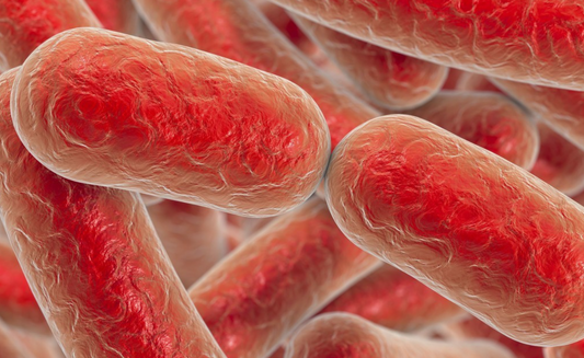 E. coli HCP ELISA Kits: Foundational Analytical Tools for Host Cell Impurity Quantification in Bioprocess Research