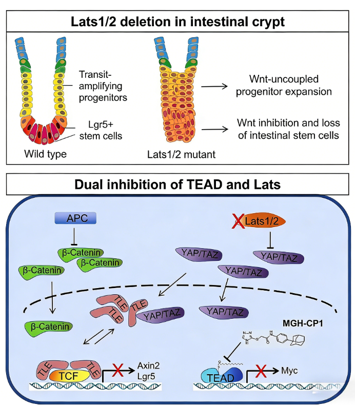 LATS1/2 Kinase (Ser909/872): Dual‑Function Regulator Balancing Intestinal Stem‑Cell Fate and Wnt‑Pathway Output