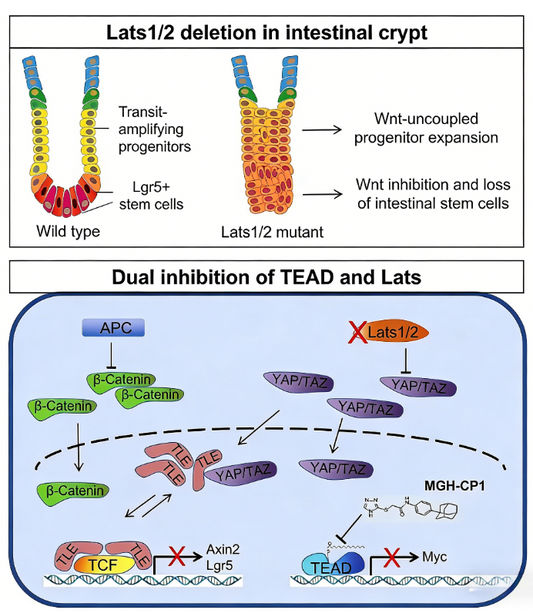 LATS1/2 Kinase (Ser909/872): Dual‑Function Regulator Balancing Intestinal Stem‑Cell Fate and Wnt‑Pathway Output