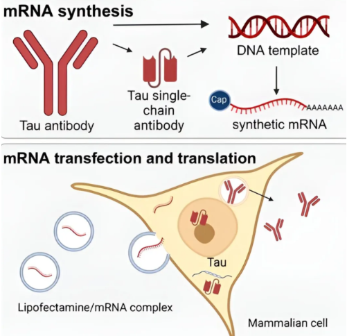 Can Anti‑Tau Antibodies Block Transcellular Tau Pathology Propagation in Alzheimer’s Disease Model Systems?