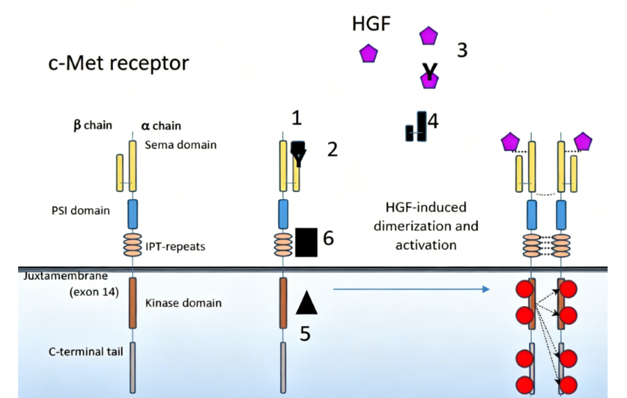 How Do Research‑Grade c‑MET Antibodies Address Bottlenecks in Targeted Biology Studies?