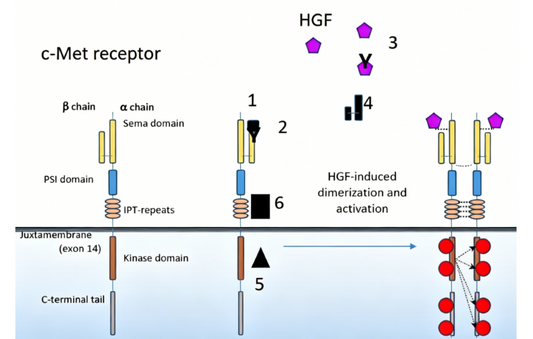 How Do Research‑Grade c‑MET Antibodies Address Bottlenecks in Targeted Biology Studies?