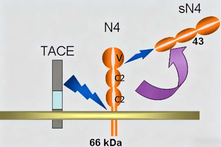 How Do Research‑Grade Nectin‑4 Antibodies Advance Pre‑Clinical Solid Tumour Biology Studies?
