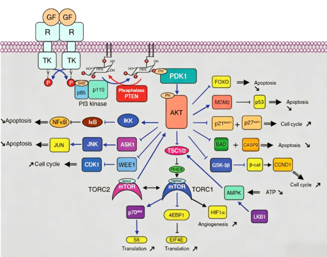 How Do Research‑Grade Cardiac Signaling Pathway Antibodies Decode Myocardial Regulatory Networks?