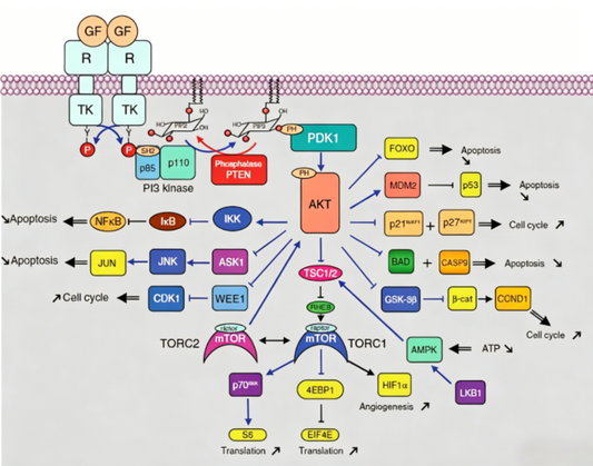 How Do Research‑Grade Cardiac Signaling Pathway Antibodies Decode Myocardial Regulatory Networks?