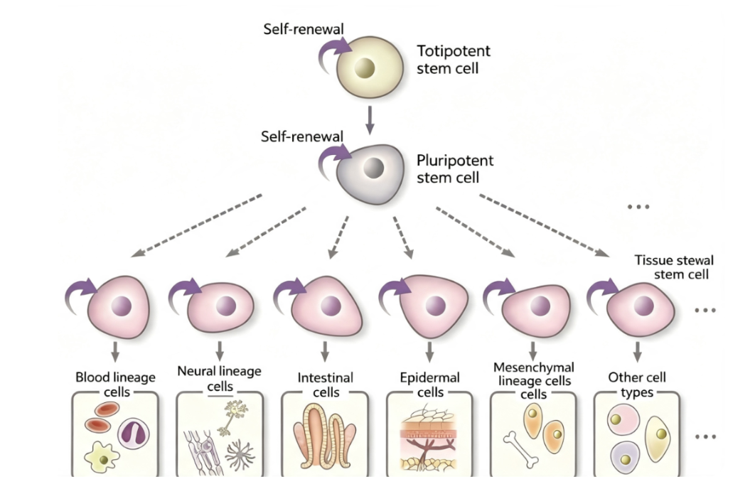 Custom‑Developed Stem‑Cell Surface Antibodies: Precise Recognition of Cell‑Fate‑Determining Membrane Factors