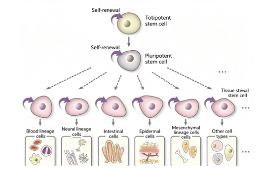 Custom‑Developed Stem‑Cell Surface Antibodies: Precise Recognition of Cell‑Fate‑Determining Membrane Factors