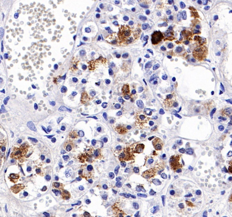 How Research‑Grade Endocrine Antibodies Decode Complex Hormone Regulatory Networks