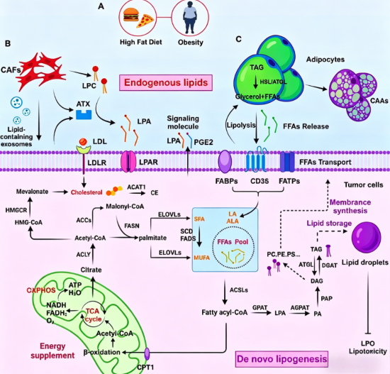 How Lipid‑Metabolism‑Targeting Antibodies Decode the Tumour Immune Microenvironment