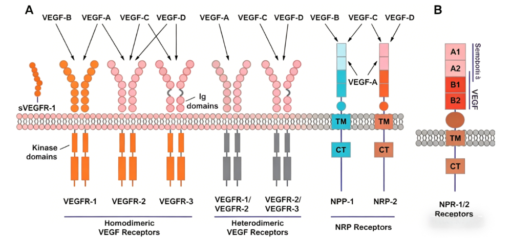 How Anti‑Angiogenic Antibodies Block VEGF‑Mediated Signalling Networks