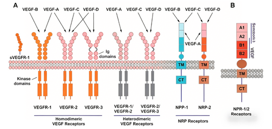 How Anti‑Angiogenic Antibodies Block VEGF‑Mediated Signalling Networks