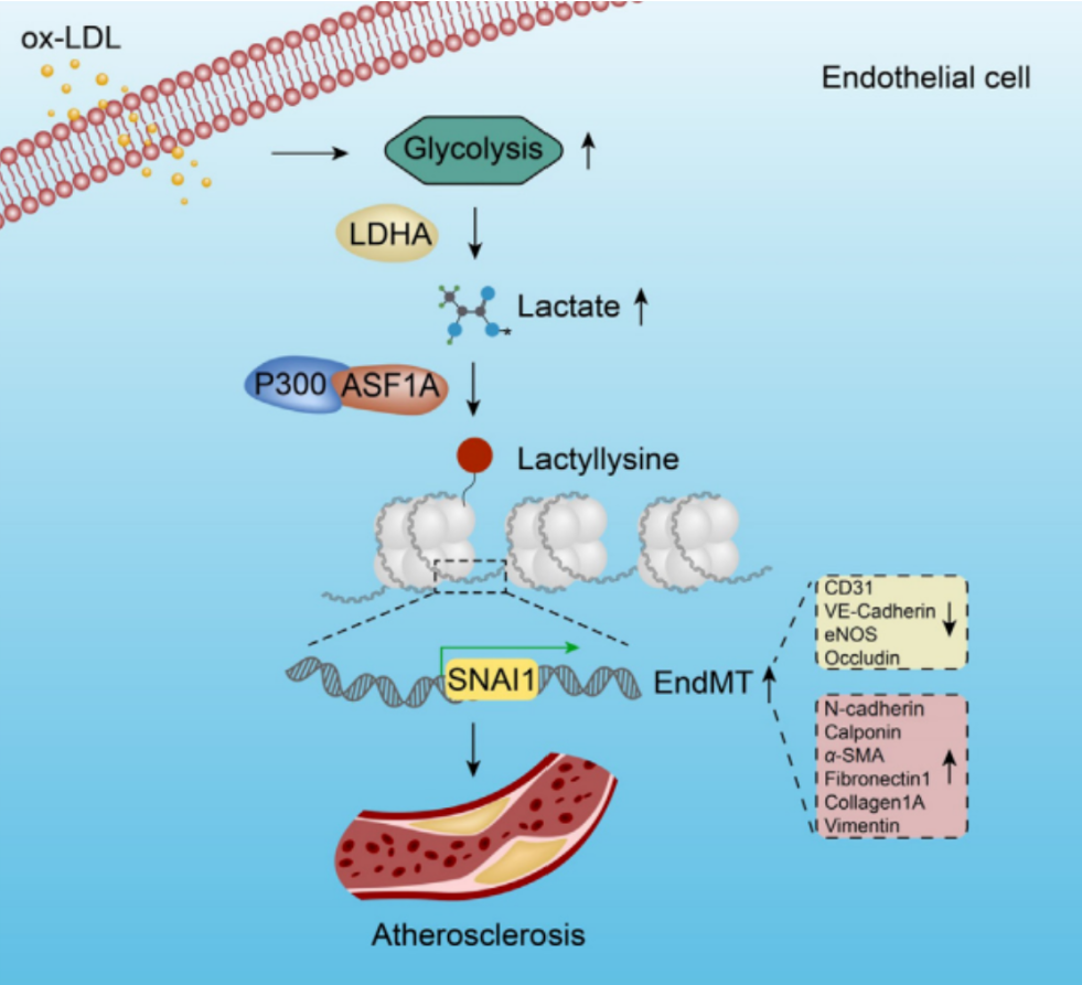 Protein Lactylation: How a Metabolism‑Linked Post‑Translational Modification Reshapes Cardiovascular Research Landscapes