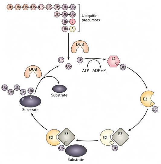 K48‑Linked Ubiquitination: How Cells Orchestrate Protein Turnover via the "Molecular Kiss of Death"