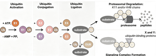 Ubiquitination‑Mediated Immune Regulation: How a Molecular Language Fine‑Tunes Immune Response Magnitude and Duration