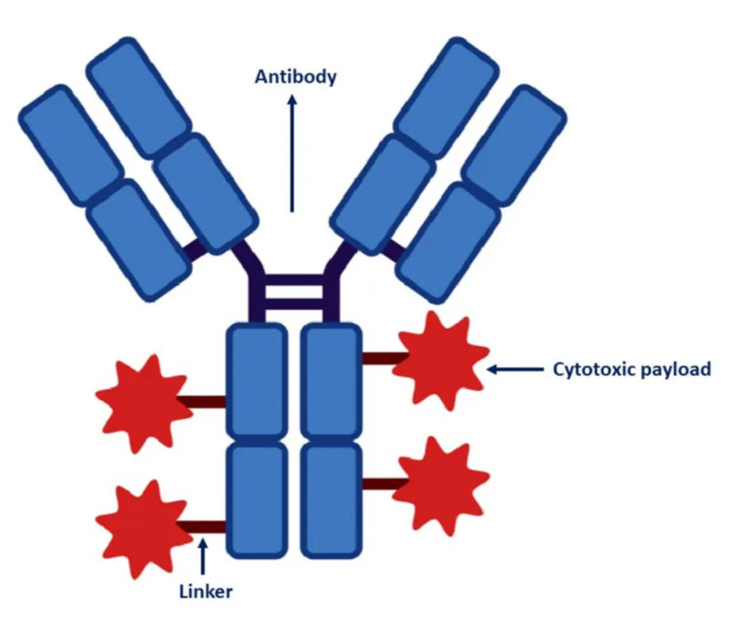 Anti‑Apoptotic BCL‑2 Family Proteins: From Intracellular Regulatory Networks Toward Basic Target‑Exploration Research