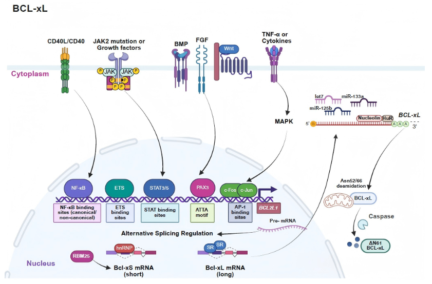 rProtein A/G Magnetic IP/Co‑IP Kit: Streamlined Tools for Protein‑Protein‑Interaction Basic Research