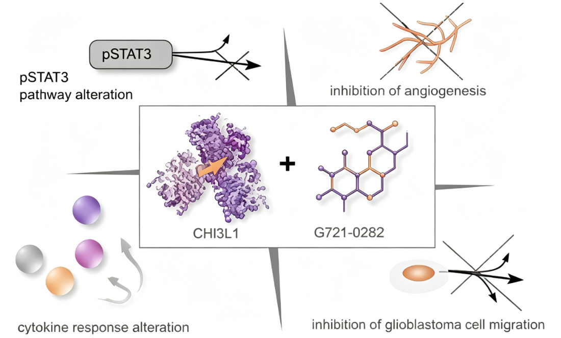 CHI3L1: Multifunctional Secreted Glycoprotein for Liver‑Fibrosis‑Oriented Basic‑Research Investigations