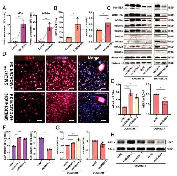 H3K9 Lactylation: Microglial Metabolic‑Epigenetic Positive‑Feedback Loops That Aggravate Ischemic Brain Injury