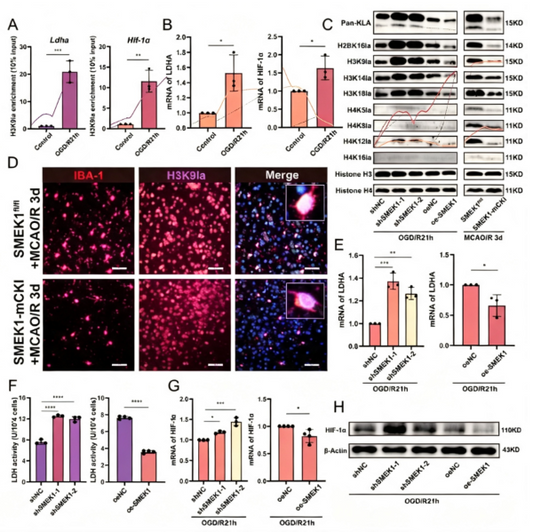 H3K9 Lactylation: Microglial Metabolic‑Epigenetic Positive‑Feedback Loops That Aggravate Ischemic Brain Injury