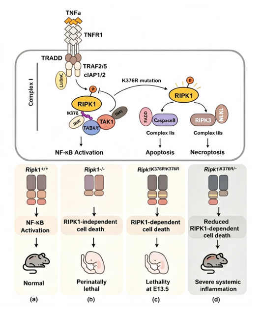K63‑Linked Ubiquitination: Non‑Degradative Signal Switches Orchestrating Cell‑Fate Decisions and Inflammatory Responses
