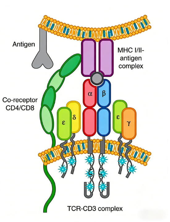 THUNDER TR‑FRET: Homogeneous Wash‑Free Immunoassay Platform for High‑Throughput Protein‑Analysis Research