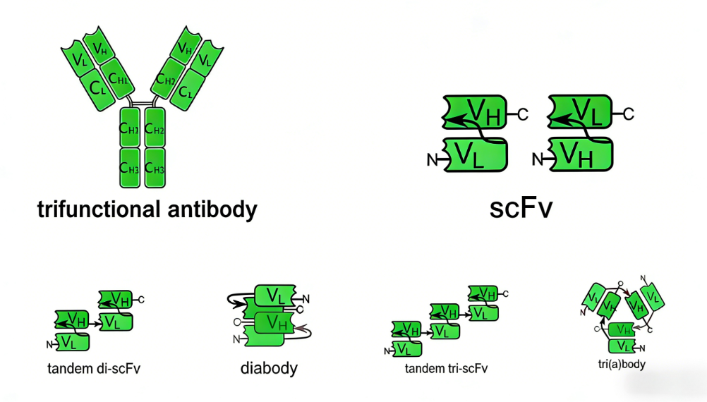 Efficient Custom Development of scFv Antibodies: Structure, Technical Workflows and Research‑Oriented Applications