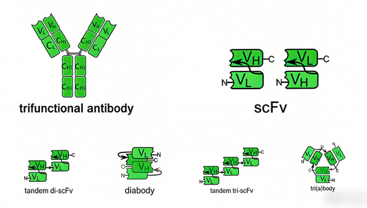 Efficient Custom Development of scFv Antibodies: Structure, Technical Workflows and Research‑Oriented Applications