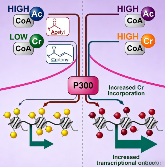 Histone Crotonylation: Reshaping Our Understanding of Histone Modification and Transcriptional Regulation