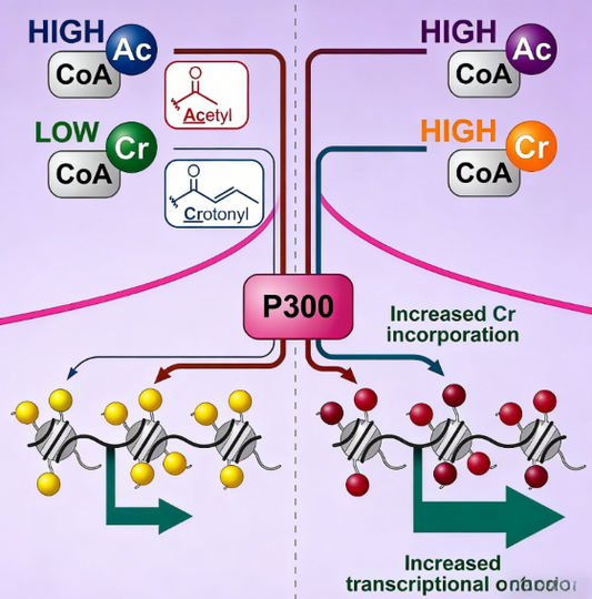 Histone Crotonylation: Reshaping Our Understanding of Histone Modification and Transcriptional Regulation