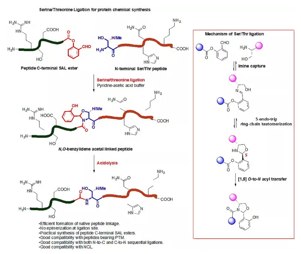 Roles of Serine/Threonine Phosphorylation Antibodies in Chemical Protein‑Synthesis Basic Research
